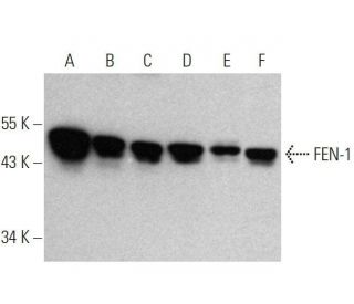 FEN-1 Antibody (B-4) - Western Blotting - Image 358712 