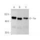 Fer Antibody (5D2C4) - Western Blotting - Image 370749 
