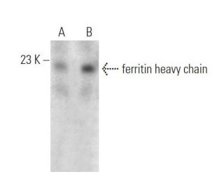 ferritin heavy chain Antibody (C6) - Western Blotting - Image 374579