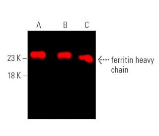 ferritin heavy chain Antibody (B-12) - Western Blotting - Image 375638