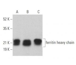 ferritin heavy chain Antibody (B-12) - Western Blotting - Image 361706