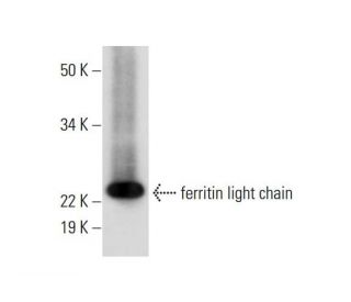 ferritin light chain Antibody (D-9) - Western Blotting - Image 289702 