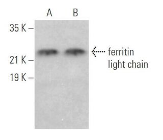 ferritin light chain Antibody (D-9) - Western Blotting - Image 373473