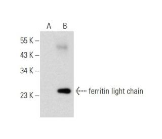 ferritin light chain Antibody (D-1) - Western Blotting - Image 289852