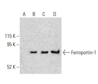 Ferroportin-1 Antibody (B-4) - Western Blotting - Image 396549The Double Nickase Plasmid features a U6 promoter for sgRNA expression, a 20 nt targeting sequence, and a gRNA scaffold to guide Cas9n. It includes a CBh promoter for Cas9n (D10A) and puromycin resistance, GFP for transfection verification, and nuclear localization signals (NLS). The 2A peptide allows co-expression of Cas9n and Puro from a single promoter, enabling precise genome editing with reduced off-target effects.