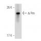 Fes Antibody (2E3G3) - Western Blotting - Image 137449
