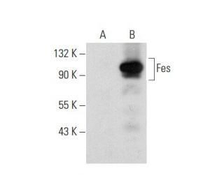 Fes Antibody (E-1) - Western Blotting - Image 72887 