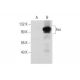Fes Antibody (E-1) - Western Blotting - Image 72887 