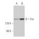 Fes Antibody (E-1) - Western Blotting - Image 365101