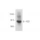 FEZ1 Antibody (E-12) - Western Blotting - Image 319564 