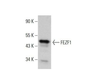 FEZF1 Antibody (F-4) - Western Blotting - Image 348660