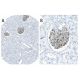 FGF-1 Antibody (B-3) - Immunohistochemistry - Image 37928 
