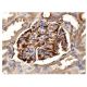 FGF-1 Antibody (B-3) - Immunohistochemistry - Image 156890 