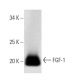 FGF-1 Antibody (B-3) - Western Blotting - Image 12977