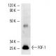 FGF-1 Antibody (D-11) - Western Blotting - Image 2422