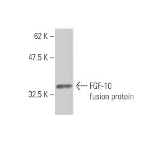 FGF-10 Antibody (3C7) - Western Blotting - Image 348481