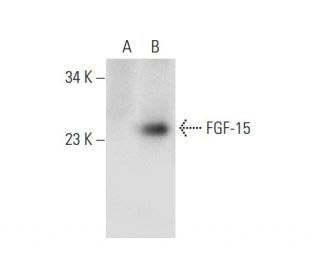 FGF-15 Antibody (G-5) - Western Blotting - Image 303771