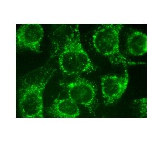 FGF-16 Antibody (C-2) - Immunofluorescence - Image 152196 
