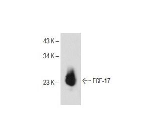 FGF-17 Antibody (B-4) - Western Blotting - Image 153762Each CRISPR/Cas9 Knockout (KO) Plasmid product consists of a pool of 3 plasmids designed to ensure identification and cleavage of a specific gene for maximum knockout efficiency. Each plasmid encodes a unique 20 nt sequence derived from the GeCKO (v2) library.