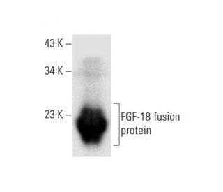FGF-18 Antibody (C-6) - Western Blotting - Image 296868