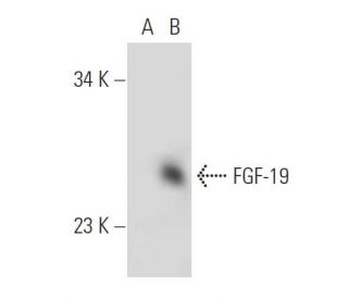 FGF-19 Antibody (W12) - Western Blotting - Image 20434