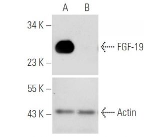 FGF-19 shRNA Plasmid (h): sc-39480-SH. Western blot analysis of human FGF-19 expression in FGF-19 transfected (A) and FGF- 
