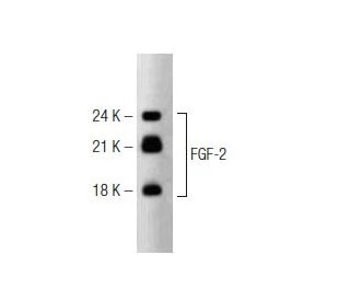 FGF-2 Antibody (6) - Western Blotting - Image 127492