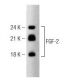 FGF-2 Antibody (6) - Western Blotting - Image 127492