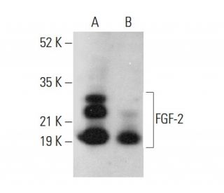 FGF-2 Antibody (A-7) - Western Blotting - Image 379911 