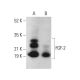 FGF-2 Antibody (A-7) - Western Blotting - Image 379911 