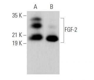 FGF-2 Antibody (C-2) - Western Blotting - Image 379922 