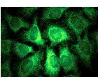 FGF-2 Antibody (G-2) - Immunofluorescence - Image 145182 