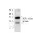 FGF-2 Antibody (G-2) - Western Blotting - Image 137791