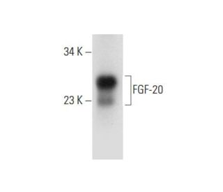 FGF-20 Antibody (F-1) - Western Blotting - Image 308143