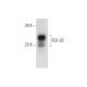 FGF-20 Antibody (F-1) - Western Blotting - Image 308143