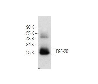 FGF-20 Antibody (F-5) - Western Blotting - Image 147182