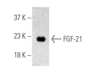 FGF-21 Antibody (A-4) - Western Blotting - Image 395943