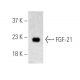 FGF-21 Antibody (A-4) - Western Blotting - Image 395943