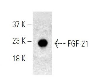 FGF-21 Antibody (G-5) - Western Blotting - Image 395942
