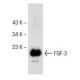 FGF-3 Antibody (A-11) - Western Blotting - Image 145736