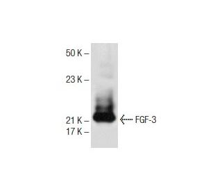 FGF-3 Antibody (A-5) - Western Blotting - Image 151775