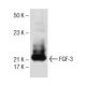 FGF-3 Antibody (A-5) - Western Blotting - Image 151775