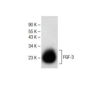 FGF-3 Antibody (B-2) - Western Blotting - Image 141539