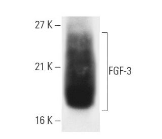 FGF-3 Antibody (MSD 1) - Western Blotting - Image 2429 