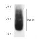 FGF-3 Antibody (MSD 1) - Western Blotting - Image 2429 