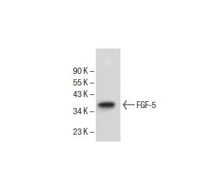 FGF-5 Antibody (F-11) - Western Blotting - Image 154928