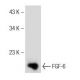 FGF-6 Antibody (B-12) - Western Blotting - Image 150993