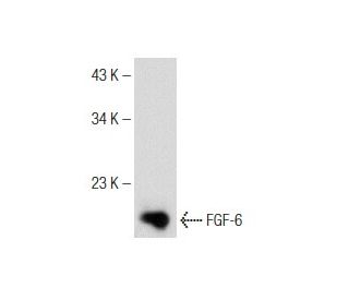 FGF-6 Antibody (B-12) - Western Blotting - Image 150993Each CRISPR/Cas9 Knockout (KO) Plasmid product consists of a pool of 3 plasmids designed to ensure identification and cleavage of a specific gene for maximum knockout efficiency. Each plasmid encodes a unique 20 nt sequence derived from the GeCKO (v2) library.