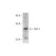 FGF-7 Antibody (A-9) - Western Blotting - Image 333716 
