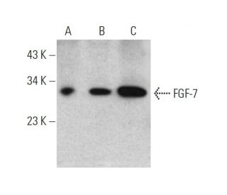 FGF-7 Antibody (A-9) - Western Blotting - Image 346632 